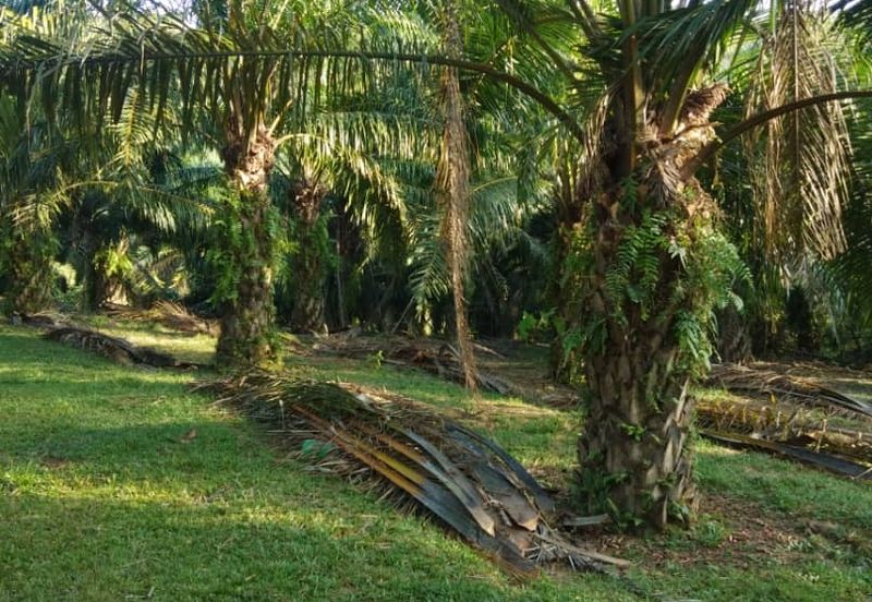 Rembau Pedas Linggi Agricultural Land
