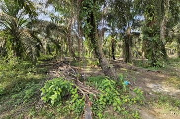 Agri Land Near Ladang Hopeful Hulu Tinggi, Kuala Selangor, Selangor (1 Acre)