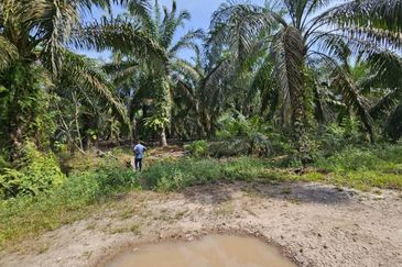 Agri Land Near Ladang Hopeful Hulu Tinggi, Kuala Selangor, Selangor (1 Acre)