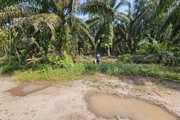 Agri Land Near Ladang Hopeful Hulu Tinggi, Kuala Selangor, Selangor (1 Acre)