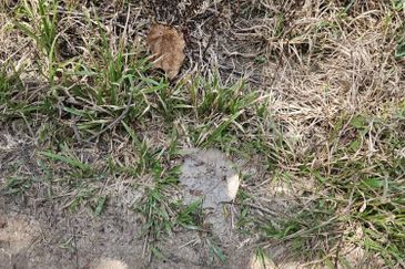 Agri Land Near Ladang Hopeful Hulu Tinggi, Kuala Selangor, Selangor (1 Acre)