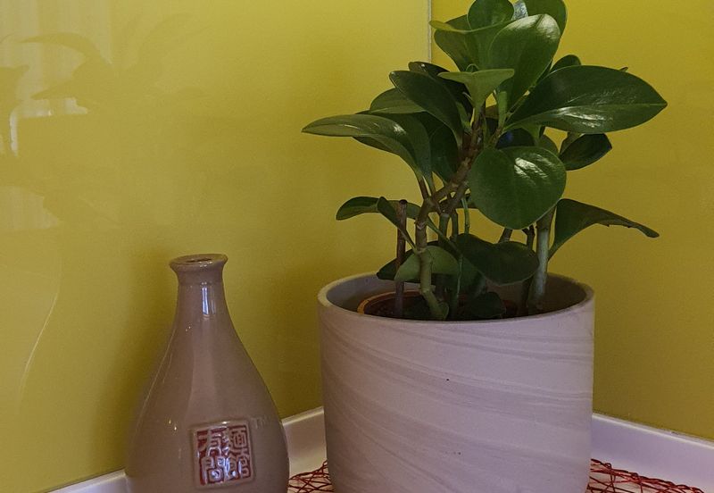 The Signature Serviced Suites