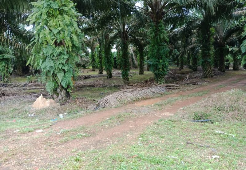 Yong Peng-Agriculture Land Zoning Commercial