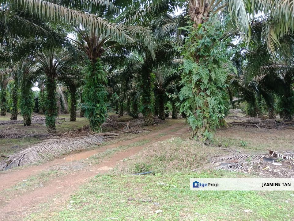 Yong Peng-Agriculture Land Zoning Commercial, Johor, Yong Peng