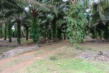 Yong Peng-Agriculture Land Zoning Commercial