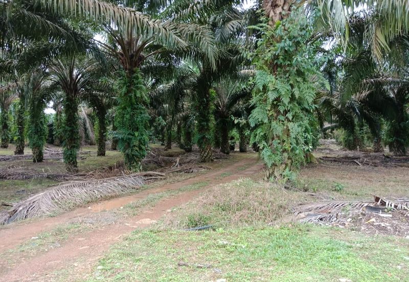 Yong Peng-Agriculture Land Zoning Commercial