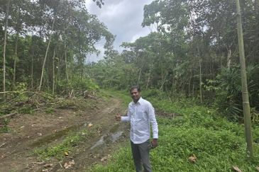 Kalumpang