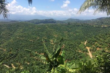 Rompin 21000 acres Plantation land 