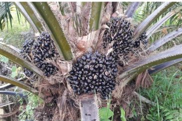 Malaysia 34,000 acre Palm Oil Plantation 