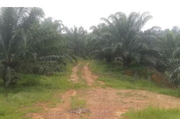 Malaysia 34,000 acre Palm Oil Plantation 
