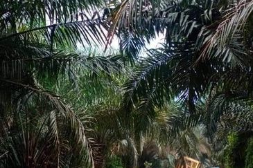 Palm Oil Plantation/Cattle farm in Gua Musang 