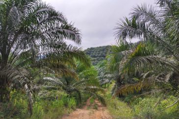 Palm Oil Plantation/Cattle farm in Gua Musang 