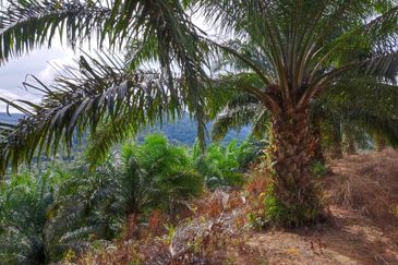 Palm Oil Plantation/Cattle farm in Gua Musang 
