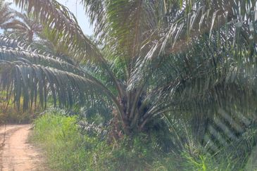 Palm Oil Plantation/Cattle farm in Gua Musang 