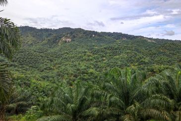 Palm Oil Plantation/Cattle farm in Gua Musang 