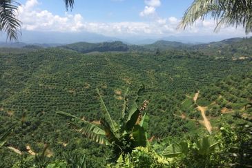 Palm Oil Plantation/Cattle farm in Gua Musang 