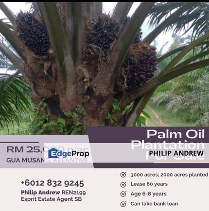 Palm Oil Plantation 3000ac Gua Musang, Kelantan , Kelantan, Gua Musang