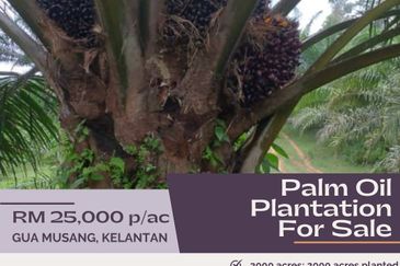 Palm Oil Plantation 3000ac Gua Musang, Kelantan 