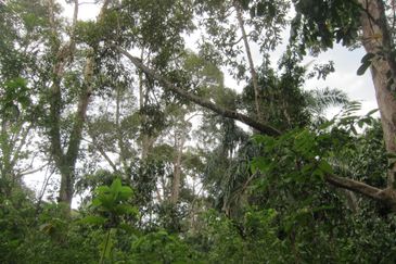 Dusun Durian at Kampung Seberang Manong, Manong