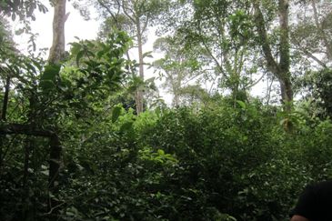 Dusun Durian at Kampung Seberang Manong, Manong