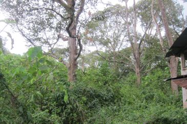 Dusun Durian at Kampung Seberang Manong, Manong
