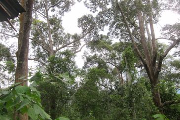 Dusun Durian at Kampung Seberang Manong, Manong