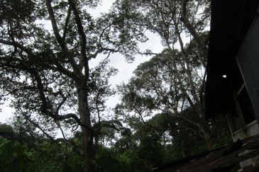 Dusun Durian at Kampung Seberang Manong, Manong
