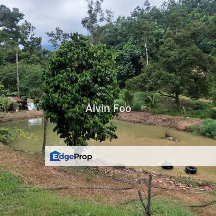 Durian Orchard 6 Acres (Back Of Acacia Resort) In Bentong Pahang, Pahang, Bentong