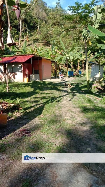 Durian Orchard @Jalan Tras , Bentong Pahang, Pahang, Bentong