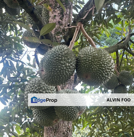 Durian Orchard @ Karak Pahang, Pahang, Karak