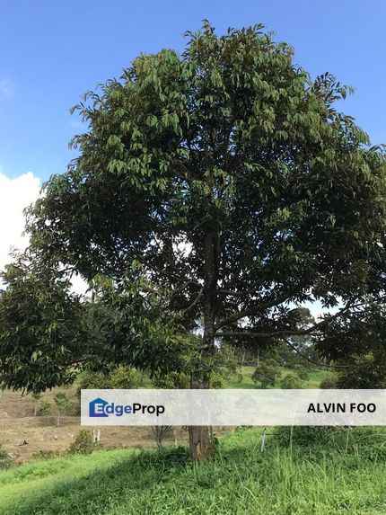 Agriculture Land Durian Orchard 9.1 acres @ Raub Pahang, Pahang, Raub