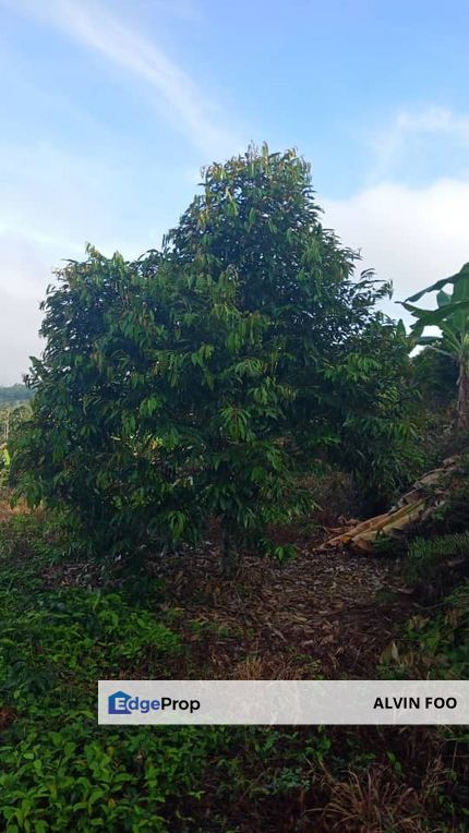 Durian Orchard @ Kg Jelu Dong Raub Pahang, Pahang, Raub