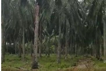 Batang Berjuntai @ Bestari Jaya