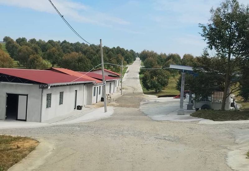 Durian Farm for Sale in Kuala Pilah