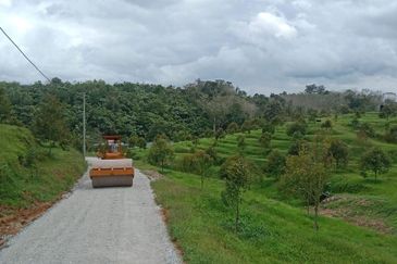 Durian Farm for Sale in Kuala Pilah