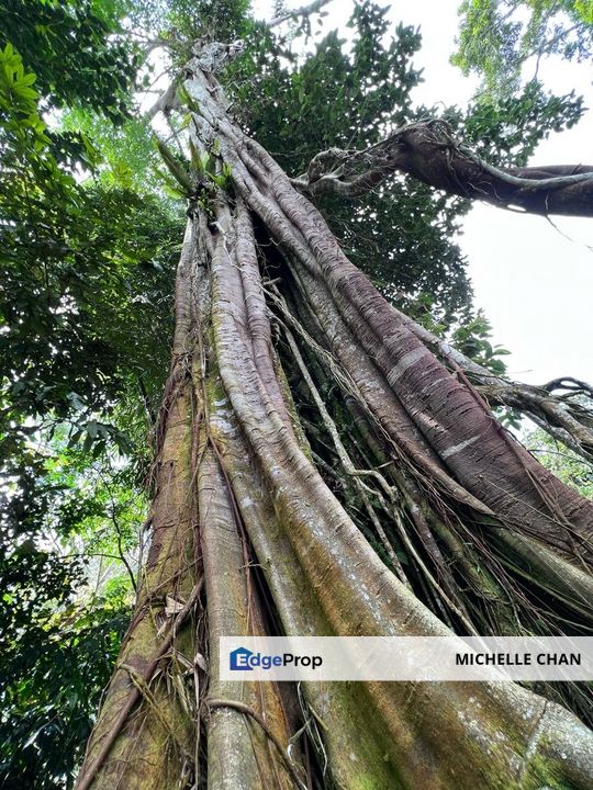Tanarimba Janda Baik Rainforest Residential Estate, Pahang, Bentong