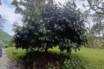 Mantin Seremban Agriculture Land