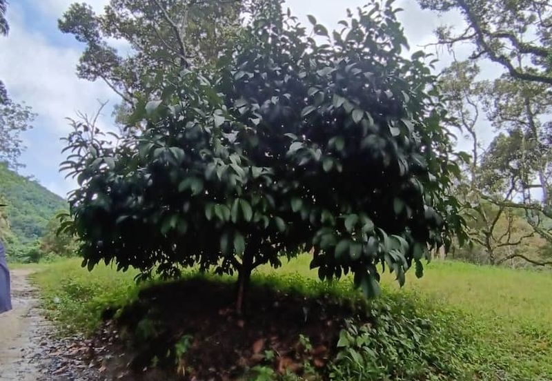 Mantin Seremban Agriculture Land