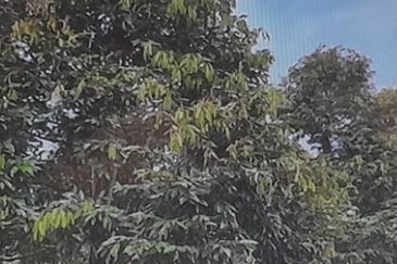 Durian musang king ,karak,raub sale