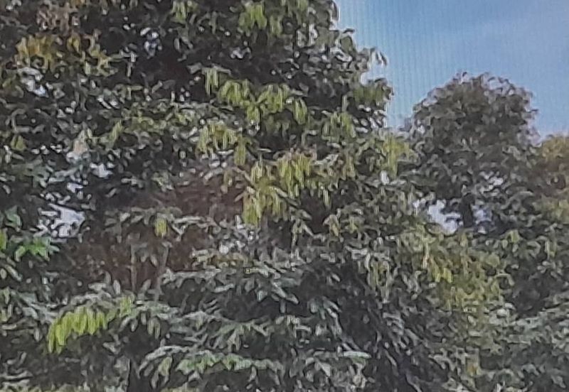 Durian musang king ,karak,raub sale