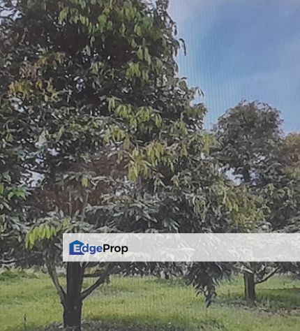 Durian musang king ,karak,raub sale, Pahang, Raub