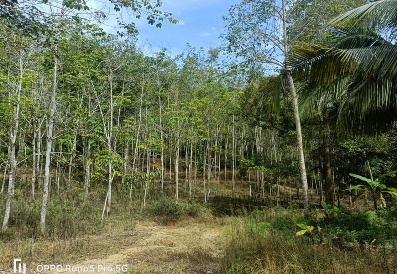 Below market price Agricultural Land For Sale 10.000 per/ekar ROMPIN PAHANG