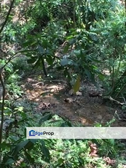 No flooding cheap durian planting freehold land for sale, Pahang, Kuala Lipis