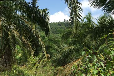 Freehold agriculture land with 25 yo rubber trees for sale