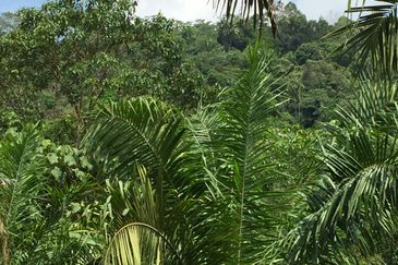 Freehold agriculture land with 25 yo rubber trees for sale