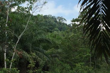 Freehold agriculture land with 25 yo rubber trees for sale