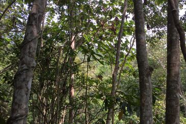 Freehold agriculture land with 25 yo rubber trees for sale