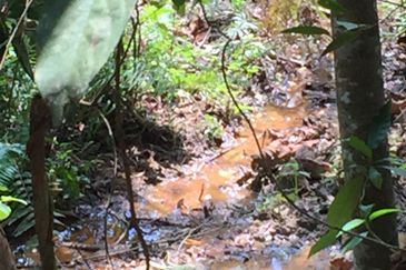 Freehold agriculture land with 25 yo rubber trees for sale