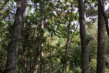 Freehold agriculture land with 25 yo rubber trees for sale