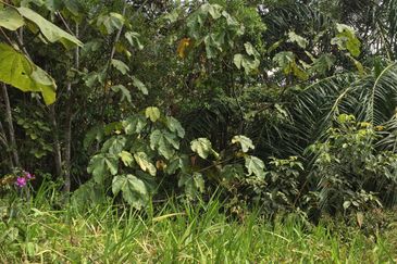 Freehold agriculture land with 25 yo rubber trees for sale